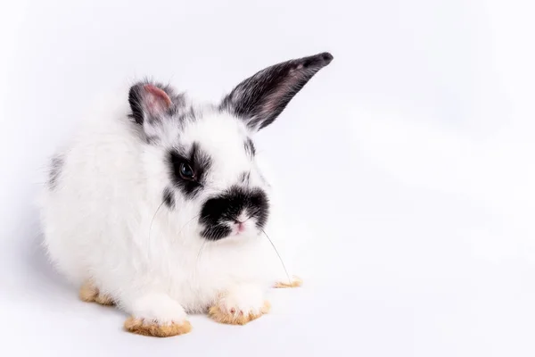 Retrato Imágenes Conejo Peludo Blanco Con Larga Oveja Negra Símbolo —  Fotos de Stock