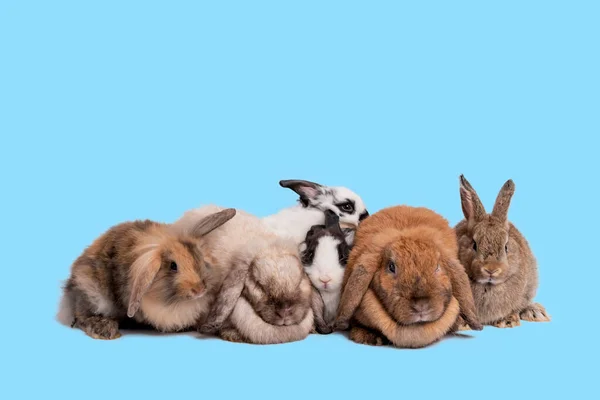 许多种类的兔子 蓬松的头发 长长的耳朵 圆胖的身体在蓝色孤立的背景下宠物和动物的概念 — 图库照片