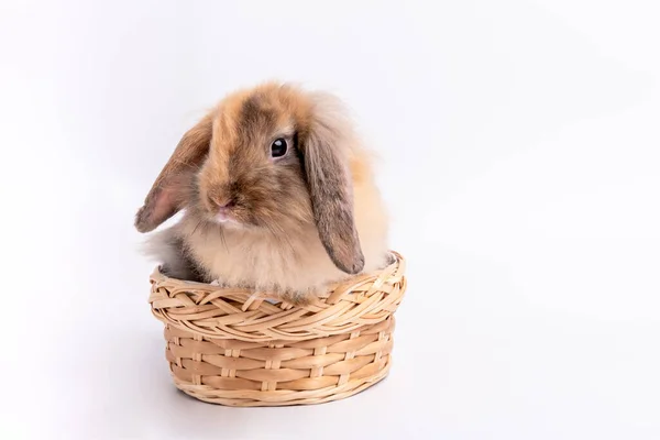 毛茸茸的棕色兔子 长长的耳朵和可爱的圆圆的身体 坐在柳条篮里 白色孤立的背景 对动物和宠物的概念 — 图库照片
