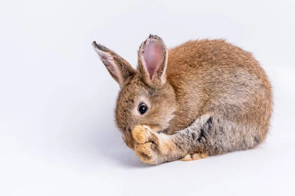 Conejo Peludo Marrón Con Orejas Largas Ojos Brillantes Inclinado Lamer —  Fotos de Stock