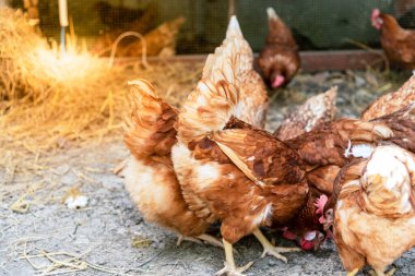Çiftlikte yumurta üreten tavuk yumurtası tüketim ve dağıtım için, hayvan konseptine yumurta üretir.,