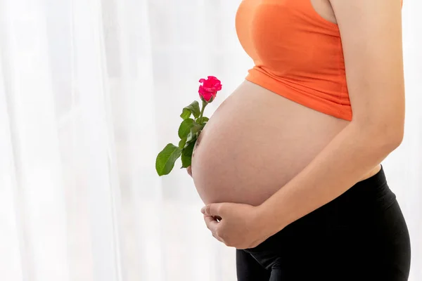 Close Beelden Van Zwangere Vrouwen Holding Een Roze Roos Bloem — Stockfoto