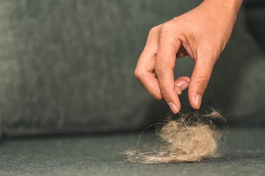 Ev hanımları ev işi konsepti için kanepeden kedi kürkü ve saç parçaları topluyor..