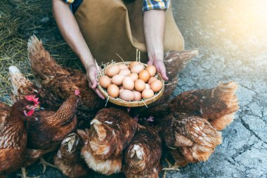Çiftçilerin tüketim ve müşterilere satmak için tavuk çiftliklerinden topladıkları hasır sepette bir sürü taze tavuk yumurtası var.