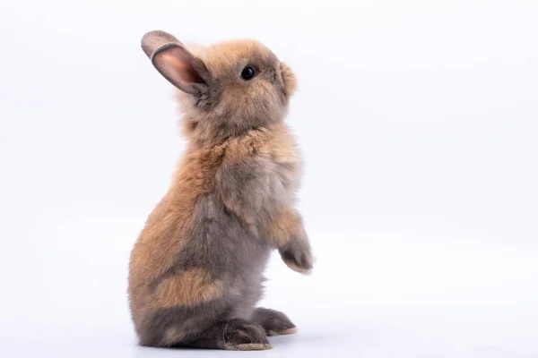 Bebé Conejos Lindos Tiene Una Orejas Puntiagudas Piel Marrón Ojos —  Fotos de Stock