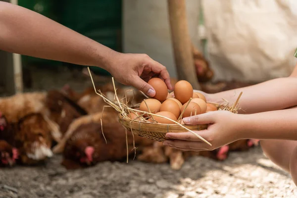 Farmer are helping to collect fresh egg products Put on a bamboo basket which has a hay foundation with blurred soft of many hens lying on the ground, to chicken farmer concept.