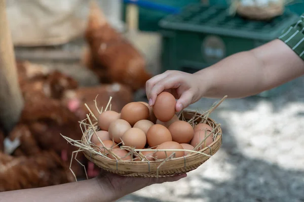 Farmer are helping to collect fresh egg products Put on a bamboo basket which has a hay foundation with blurred soft of many hens lying on the ground, to chicken farmer concept.