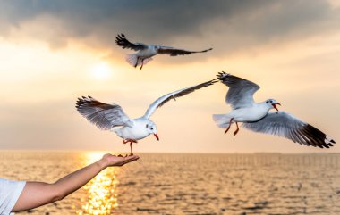 Beyaz martı, kırmızı ağızları ve ayakları olan, insanların ellerinde yemek yiyen, akşamları gökyüzü ve deniz ile günbatımı arka planında, hayvan ve doğa kavramına.