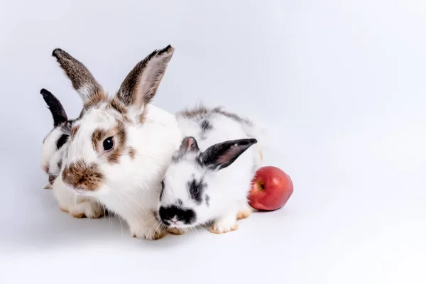 家有三只可爱的兔子 白毛和长长的棕色耳朵 背景是白色的 对宠物和动物的概念 — 图库照片
