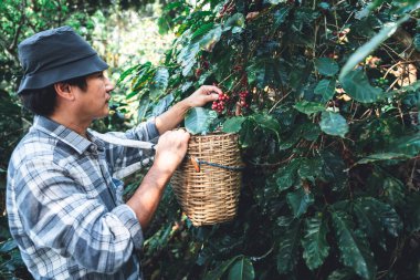 Orta yaşlı Asyalı çiftçi kahve toplama mevsiminde ağaçtan taze kahve çekirdekleri topluyor, insanlara ve kahve çiftliği kavramına..