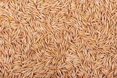 Soyulmamış yulaf taneleri, arka plan. Organik kuru yulaf tohumları