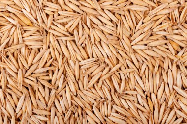 Soyulmamış yulaf taneleri, arka plan. Organik kuru yulaf tohumları