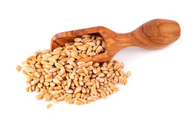 Tahta kepçeli buğday taneleri, beyaz arka planda izole edilmiş. İşlenmiş organik kuru buğday tohumları