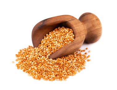 Millet ahşap kepçe içinde, beyaz arka planda izole edilmiş. Soyulmamış darı tohumları.