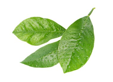 Beyaz arka planda izole edilmiş limon yaprakları. Turunçgil yaprağı dalı. Tropik bitkinin bir parçası. Üst görünüm.