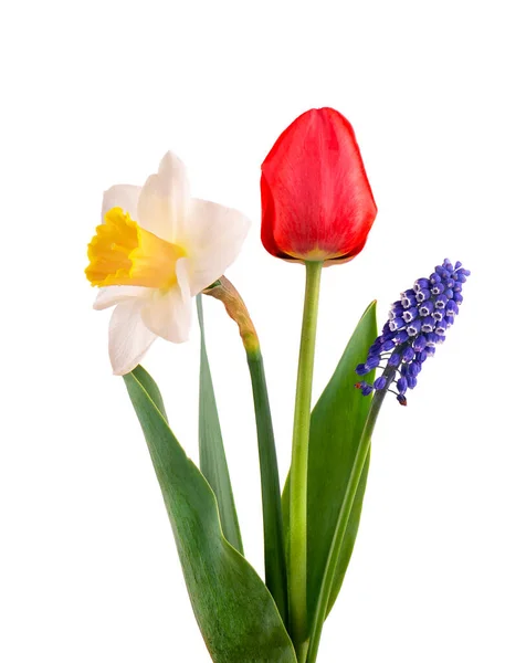Muscari, narcisse et tulipe rouge aux feuilles vertes, isolé sur fond blanc. Fleurs de printemps. — Photo