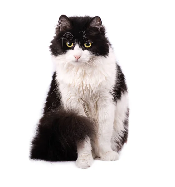 Chat Noir Image Libre De Droit Par Scorpp C