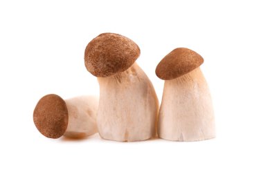 Kral istiridye mantarı beyaz arka planda izole edilmiş. Pleurotus eryngii mantarı.