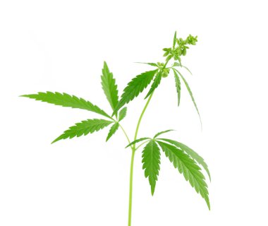 Kenevir bitkisi beyaz arka planda izole edilmiş. Kenevir yaprağı kapat. Marihuana yeşil yaprağı.