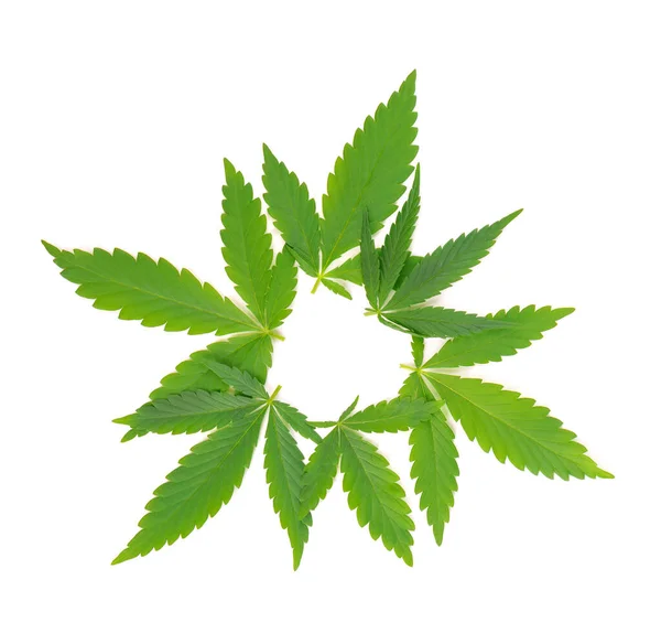 Hojas de cannabis aisladas sobre fondo blanco. Hoja de cáñamo de cerca. Hoja verde marihuana. — Foto de Stock
