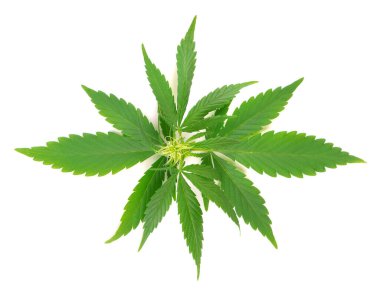 Kenevir bitkisi beyaz arka planda izole edilmiş. Kenevir yaprağı kapat. Marihuana yeşil yaprağı.