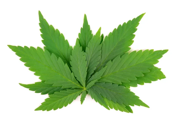 Cannabis leaves isolated on white background. Hemp leaf close up. Marijuana green leaf. — Stock Photo, Image