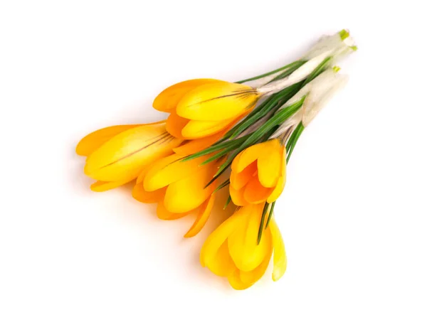 Fleur de crocus jaune isolée sur fond blanc. Belles fleurs printanières. — Photo