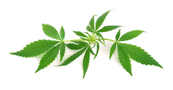 在白色背景下分离的大麻植物。大麻叶关闭。大麻绿叶. — 图库照片