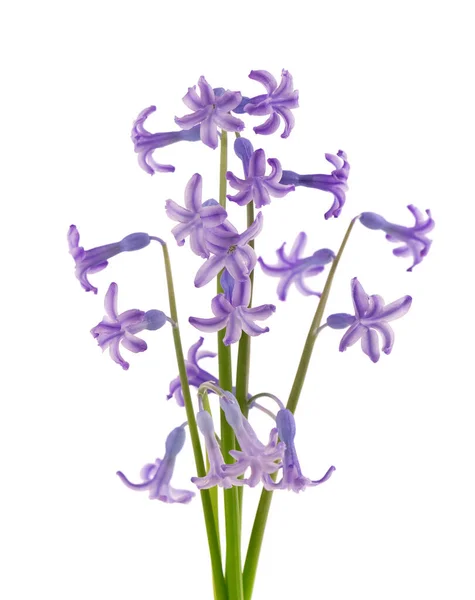 Flores jacinto selvagens isoladas em fundo branco. Hyacinthus orientalis. Lindas flores de primavera. — Fotografia de Stock