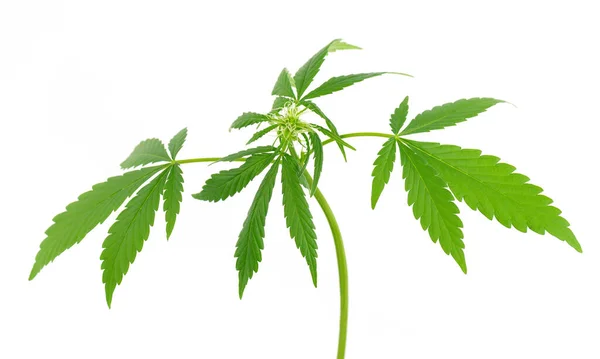 Planta de cannabis aislada sobre fondo blanco. Hoja de cáñamo de cerca. Hoja verde marihuana. — Foto de Stock
