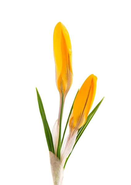 Bunga crocus kuning diisolasi pada latar belakang putih. Indah bunga musim semi. — Stok Foto