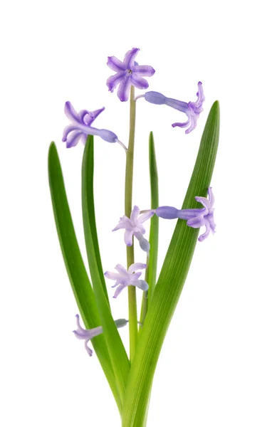 Vadon termő jácintvirág, fehér háttérrel. Hyacinthus orientalis. Gyönyörű tavaszi virágok. — Stock Fotó