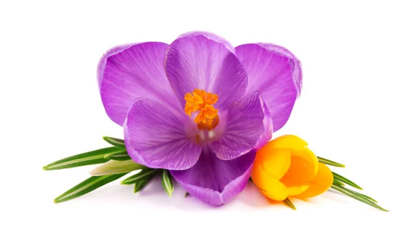 Crocus çiçek buketi, beyaz arka planda izole edilmiş. Güzel bahar çiçekleri.