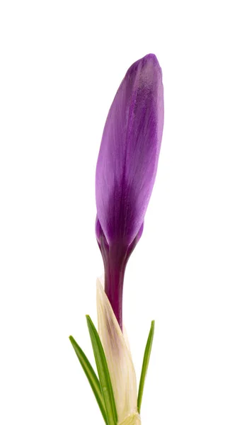 Crocus fleur isolée sur fond blanc. Gros plan de la fleur de safran. — Photo