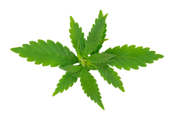 Planta de cannabis aislada sobre fondo blanco. Hoja de cáñamo de cerca. Hoja verde marihuana. — Foto de Stock