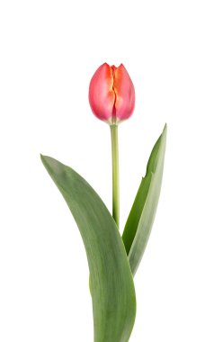 Lale çiçeği uzun saplı, yapraklı, beyaz arka planda izole. Güzel bahar çiçekleri.