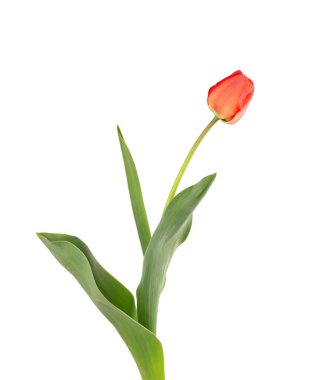 Yapraklı lale çiçekleri, beyaz arka planda izole edilmiş. Güzel bahar çiçekleri.