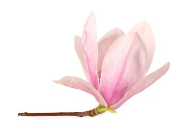 Beyaz arka planda izole edilmiş manolya çiçeği. Güzel bahar çiçekleri.