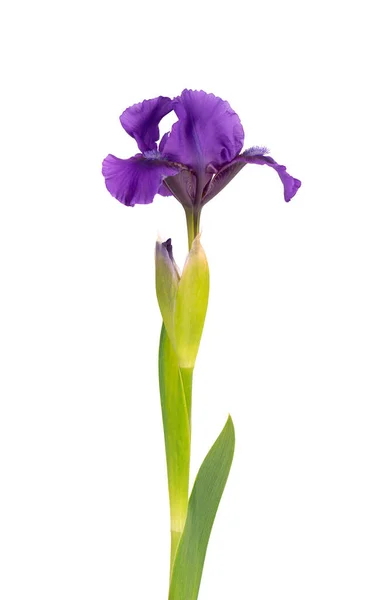 Iris virág elszigetelt fehér háttérrel. Gyönyörű tavaszi virágok. — Stock Fotó