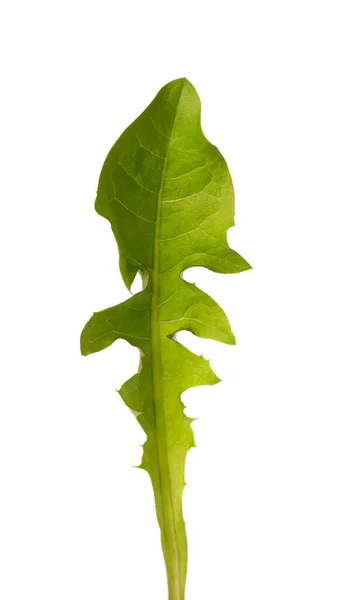Dandelion leaf isolated on white background. Herbal medicine. — Stock Photo, Image