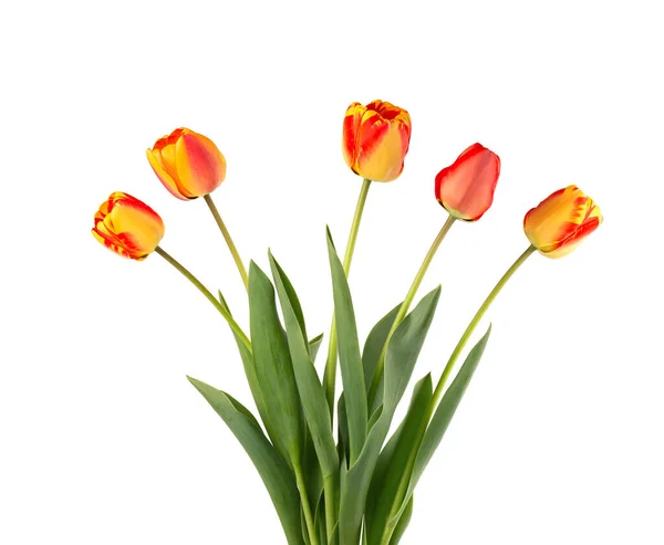 Fleurs de tulipes avec des feuilles, isolées sur fond blanc. Belles fleurs printanières. — Photo