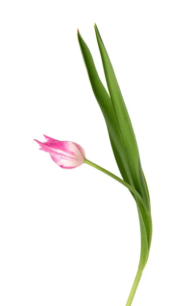 Flor de tulipán sobre un tallo largo con hojas, aisladas sobre fondo blanco. Hermosas flores de primavera. — Foto de Stock