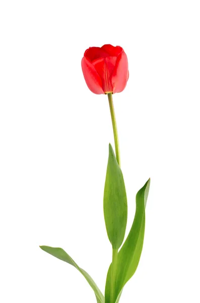 Flor de tulipán sobre un tallo largo con hojas, aisladas sobre fondo blanco. Hermosas flores de primavera. —  Fotos de Stock