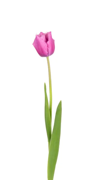 Tulip flower on a long stem with leaves, isolated on white background. Beautiful spring flowers. — Stock Photo, Image