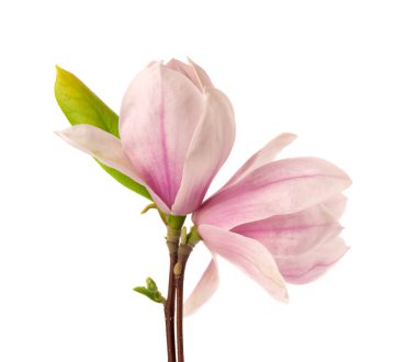 Beyaz arka planda izole edilmiş manolya çiçeği. Güzel bahar çiçekleri.