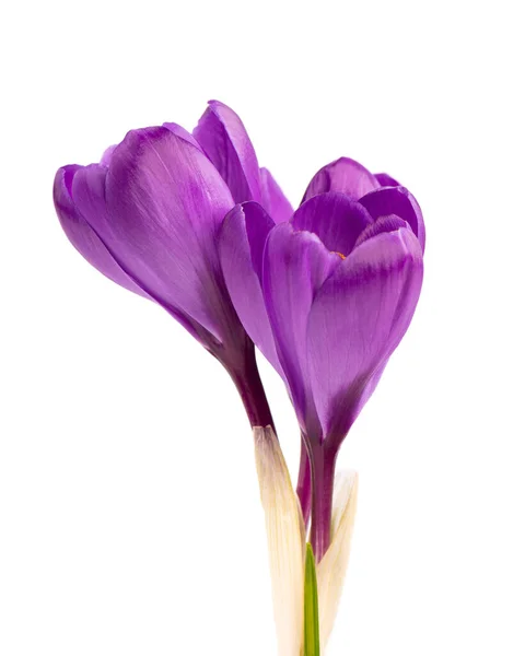 Flores de azafrán aisladas sobre fondo blanco. Primer plano de las flores de azafrán. —  Fotos de Stock