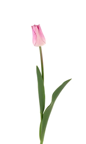 Flor de tulipa em um tronco longo com folhas, isolado no fundo branco. Lindas flores de primavera. — Fotografia de Stock