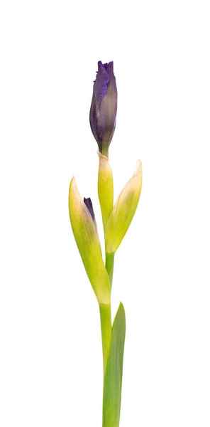 Iris virág elszigetelt fehér háttérrel. Gyönyörű tavaszi virágok. — Stock Fotó