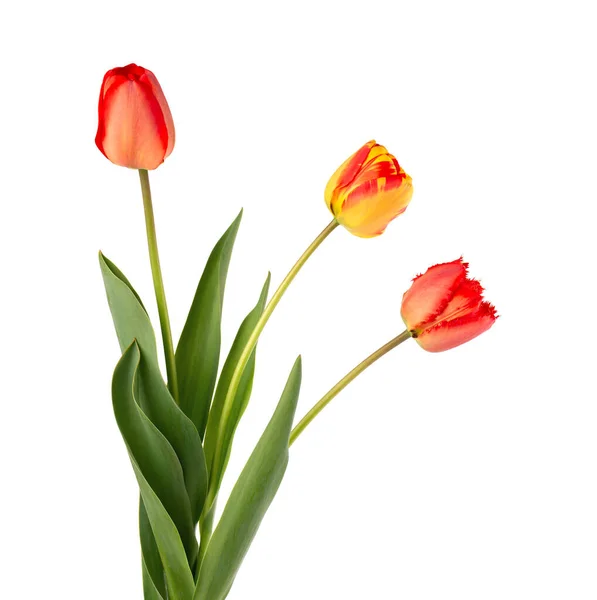 Fleurs de tulipes avec des feuilles, isolées sur fond blanc. Belles fleurs printanières. — Photo