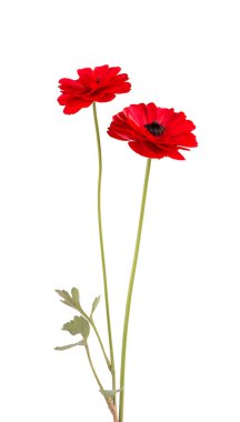 Kırmızı ranunculus asiaticus çiçeği beyaz arka planda izole edilmiş. İranlı düğün çiçeği. Güzel yaz çiçekleri.